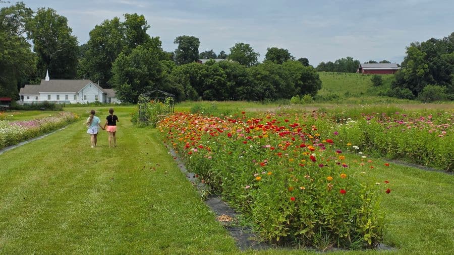 Two children walking through a colorful flower field near a farmhouse. Two children walking through a colorful flower field near a farmhouse.