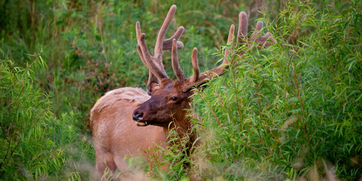 A deer with large antlers stands amidst tall green foliage.