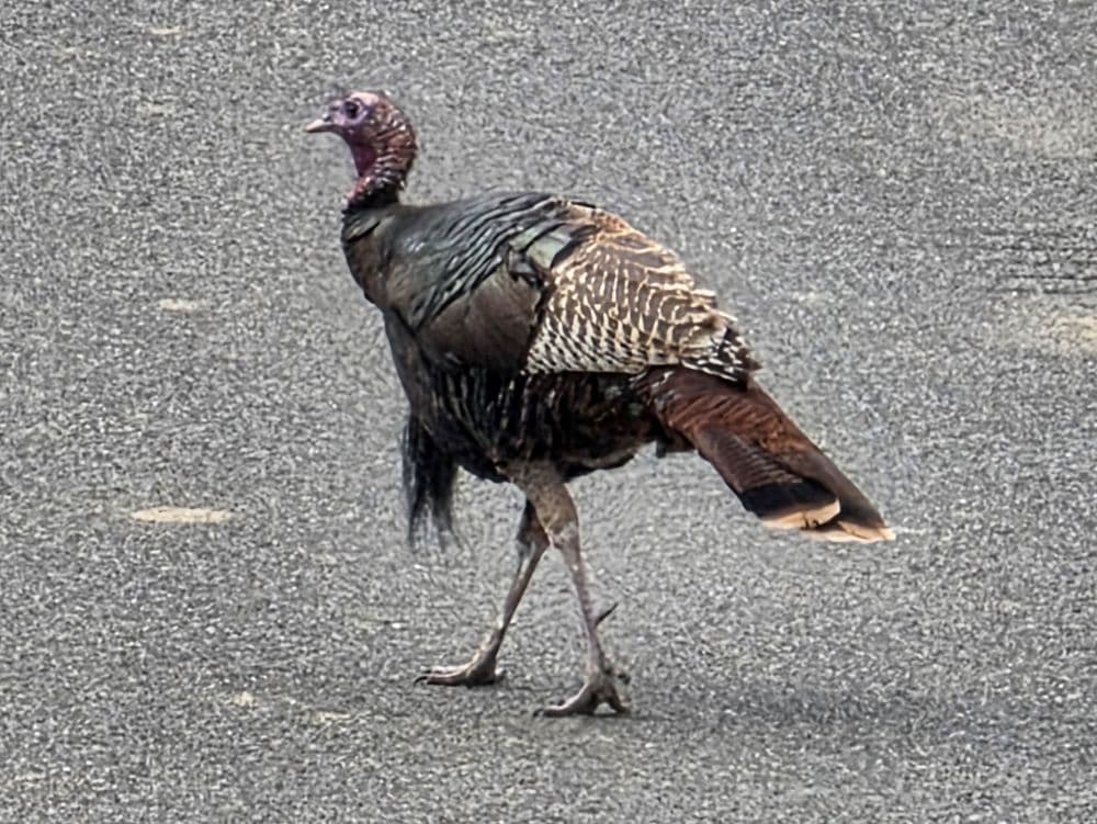 A wild turkey walking on a road.