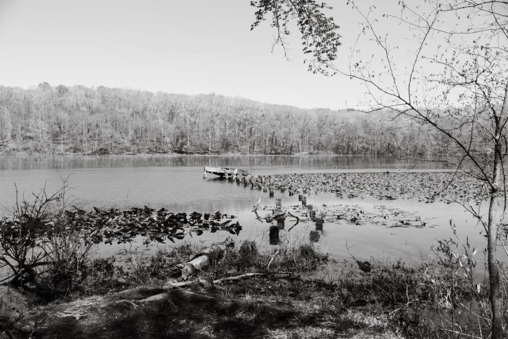 A serene black-and-white view of a still lake surrounded by trees and debris. A serene black-and-white view of a still lake surrounded by trees and debris.