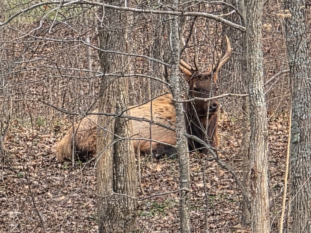 A brown elk is resting near trees in a wooded area.