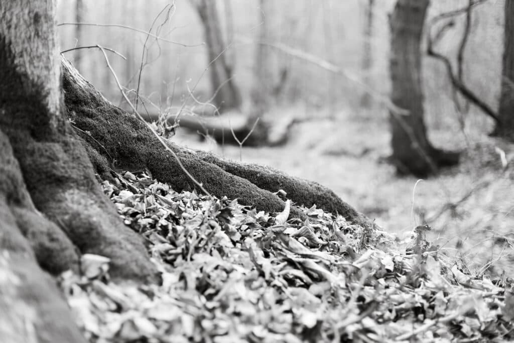 A close-up of a tree root surrounded by fallen leaves in a black-and-white forest setting.