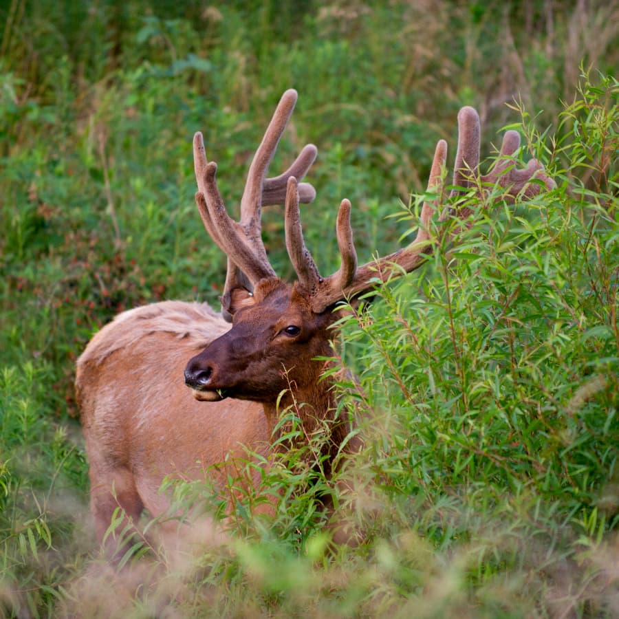A bull elk with antlers stands among tall green foliage.