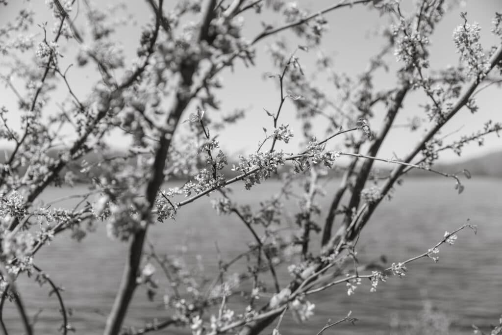 A close-up of a flowering branch against a blurred background of water in black and white. A close-up of a flowering branch against a blurred background of water in black and white.