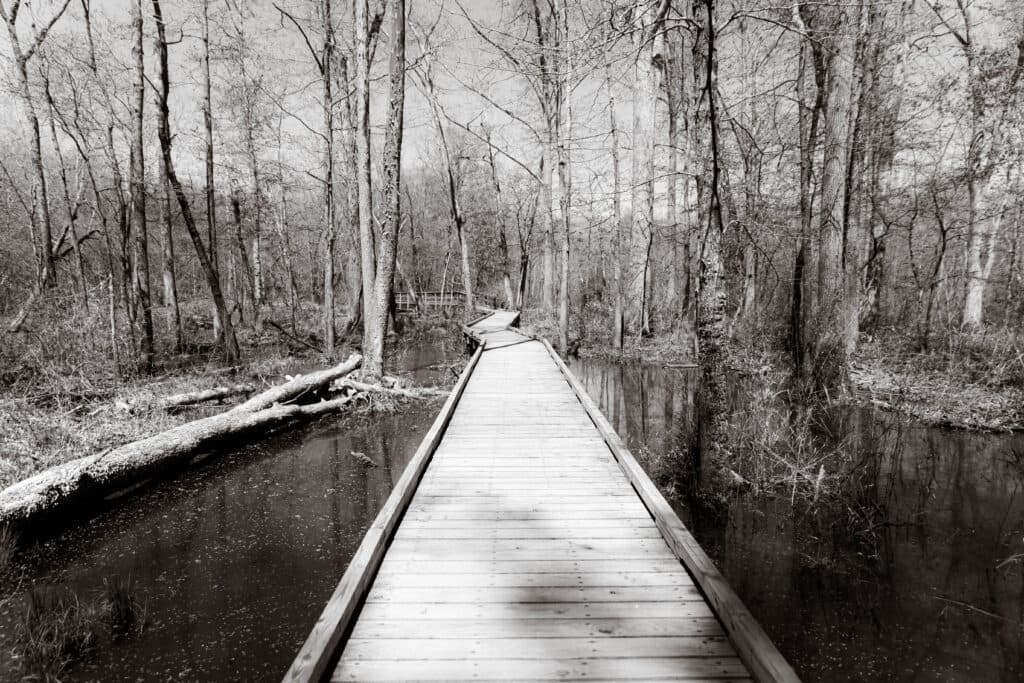 A wooden boardwalk stretches through a tranquil, tree-lined wetland in black and white. A wooden boardwalk stretches through a tranquil, tree-lined wetland in black and white.