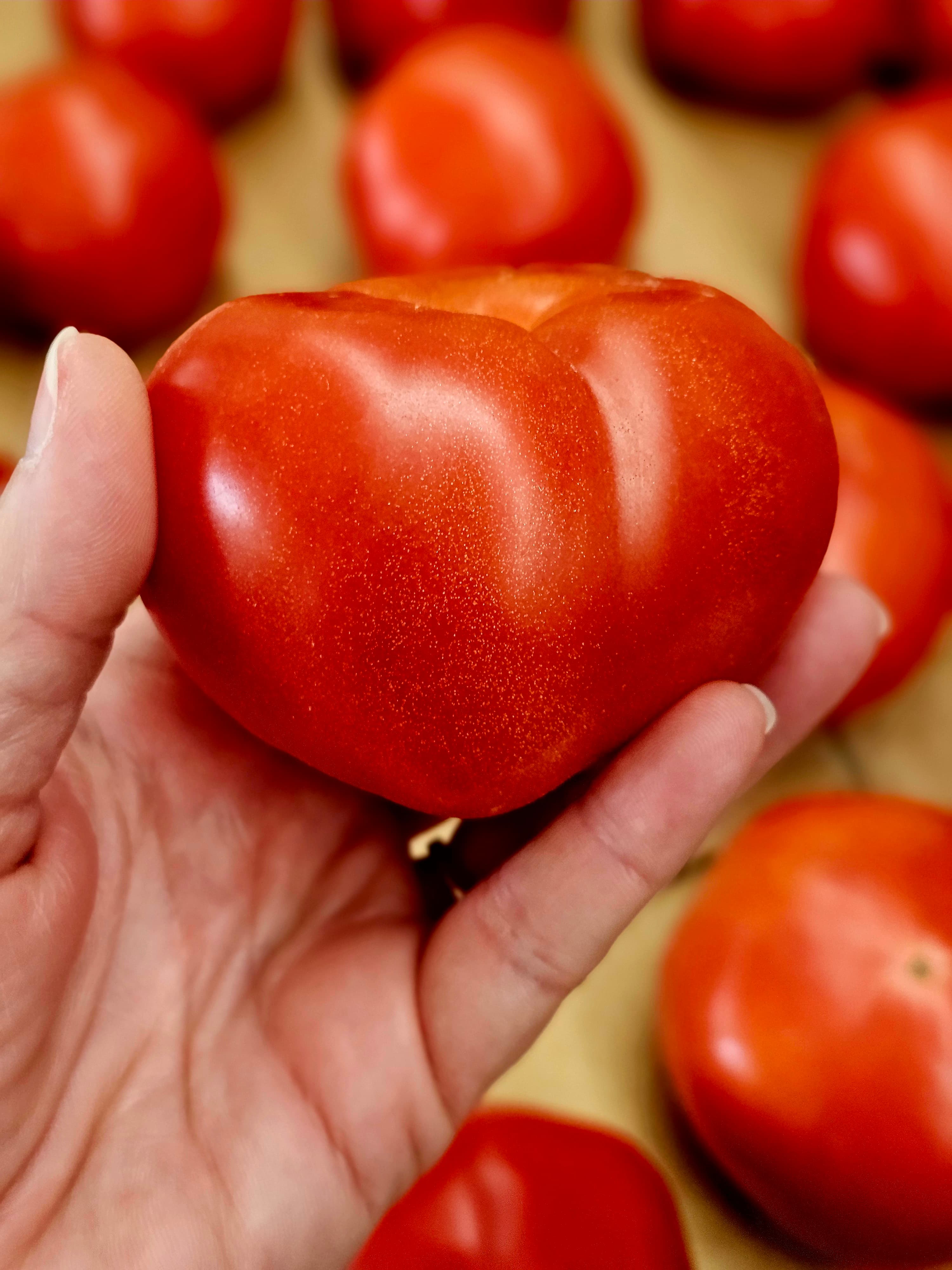 A hand holds a large, ripe red tomato with several others in the background.