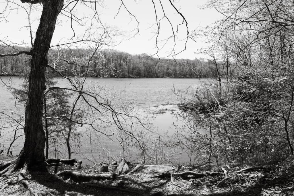 Black and white view of a lake surrounded by trees.