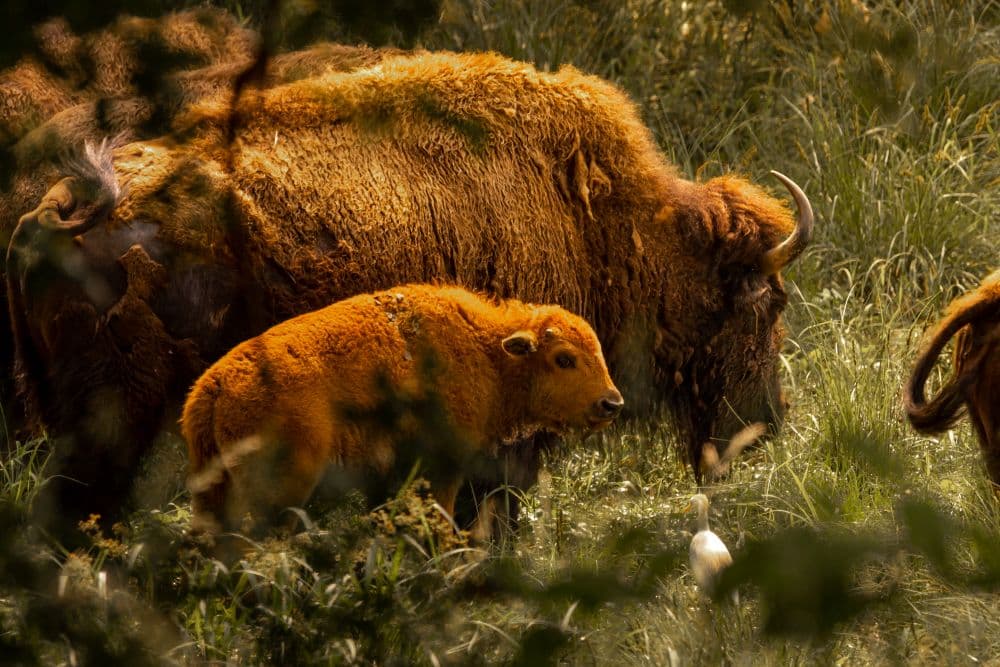 A herd of brown bison grazes in a grassy field, with a young orange calf prominently in front.