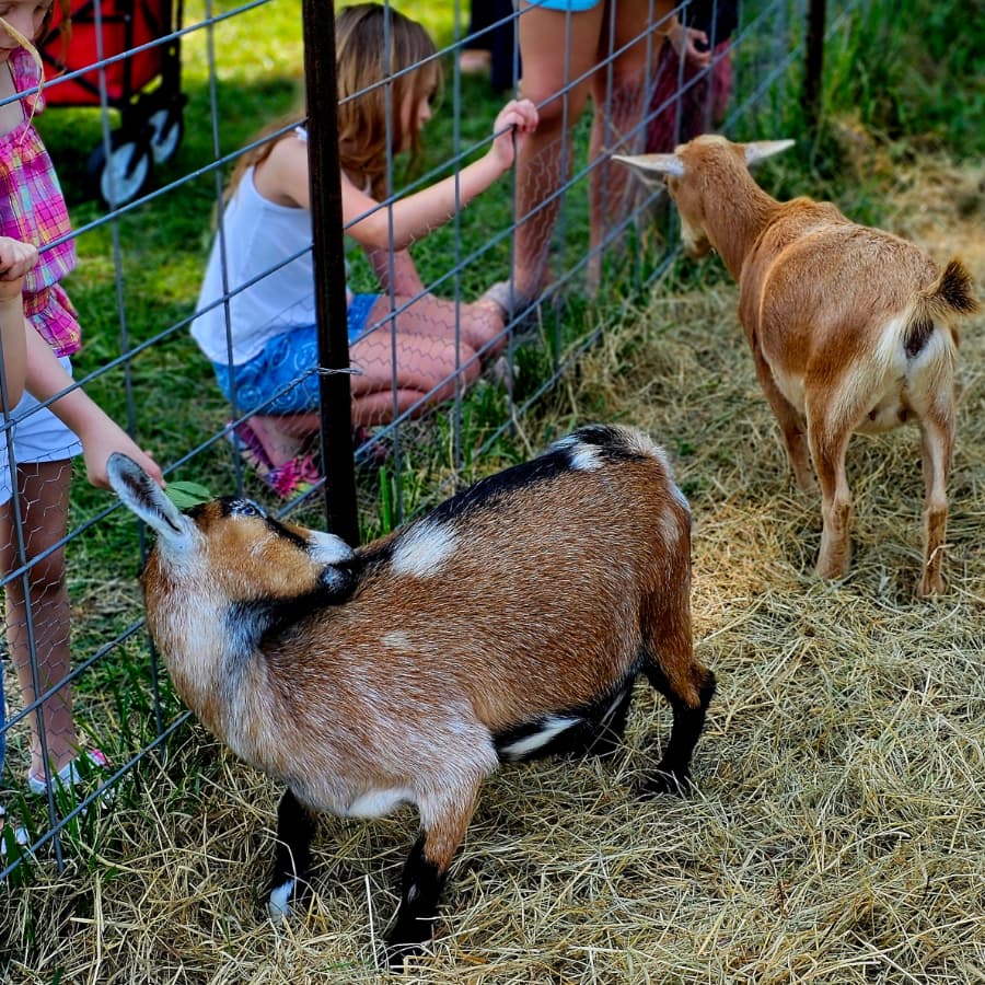 Two goats graze near children reaching through a fence in a grassy area.