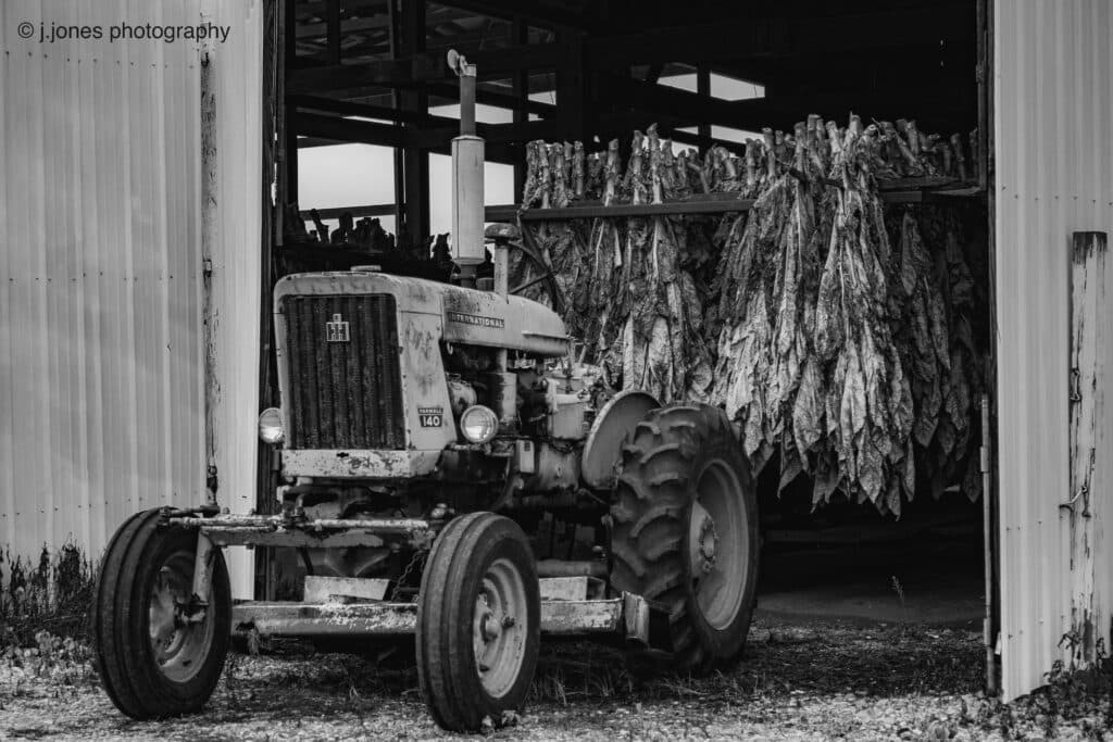 A vintage tractor sits outside a barn filled with hanging tobacco leaves.