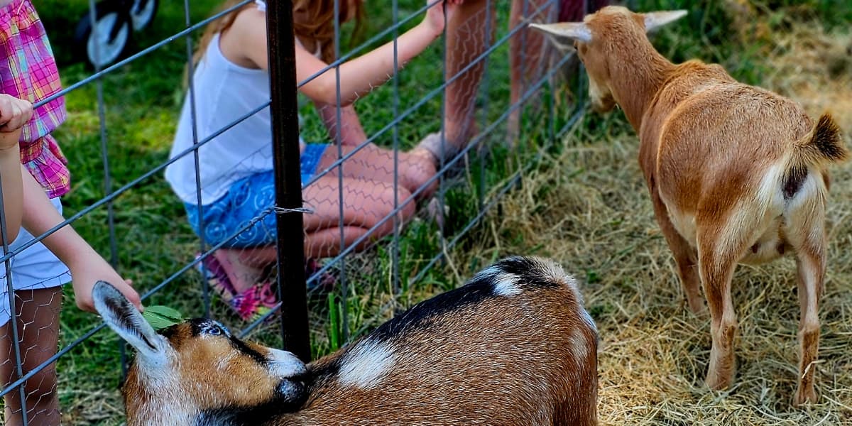 Children interacting with goats at a petting zoo.