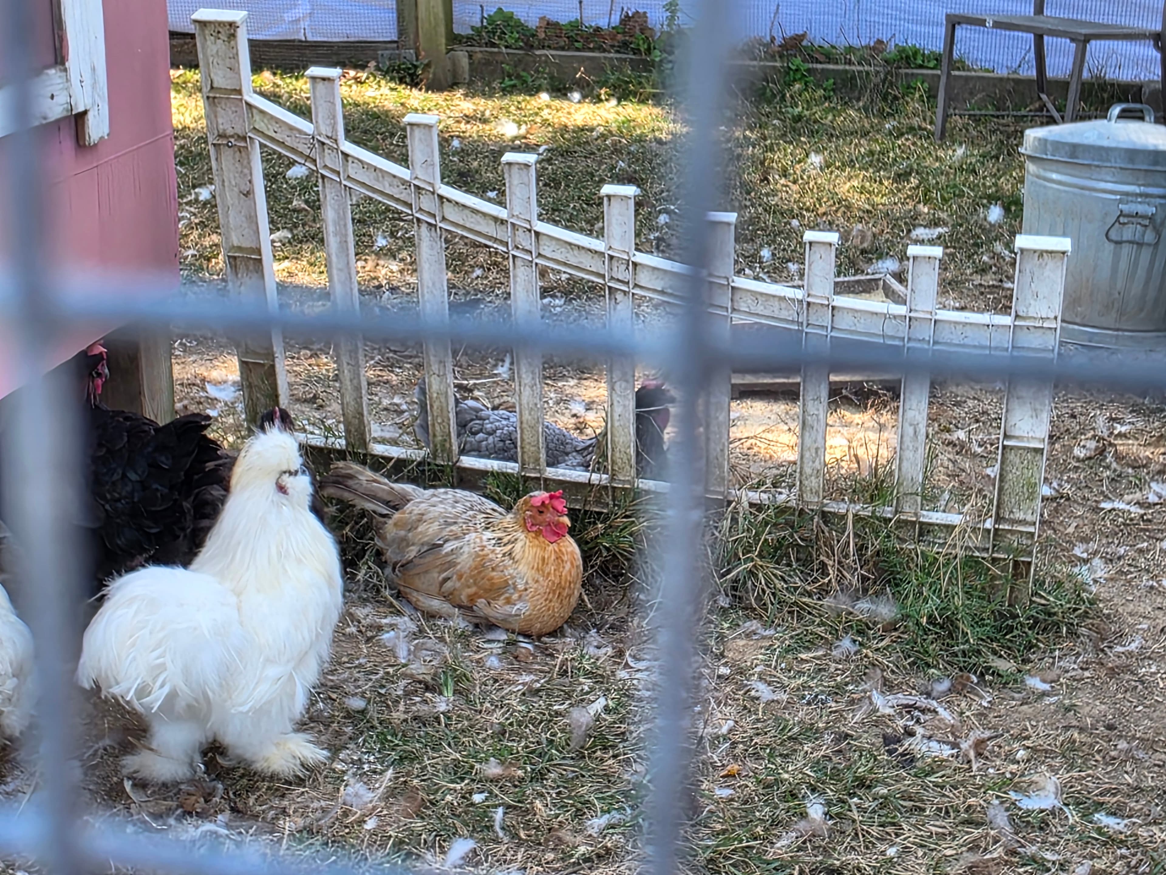 A group of chickens, including a fluffy white one and a brown one with a red comb, are resting near a fenced area.