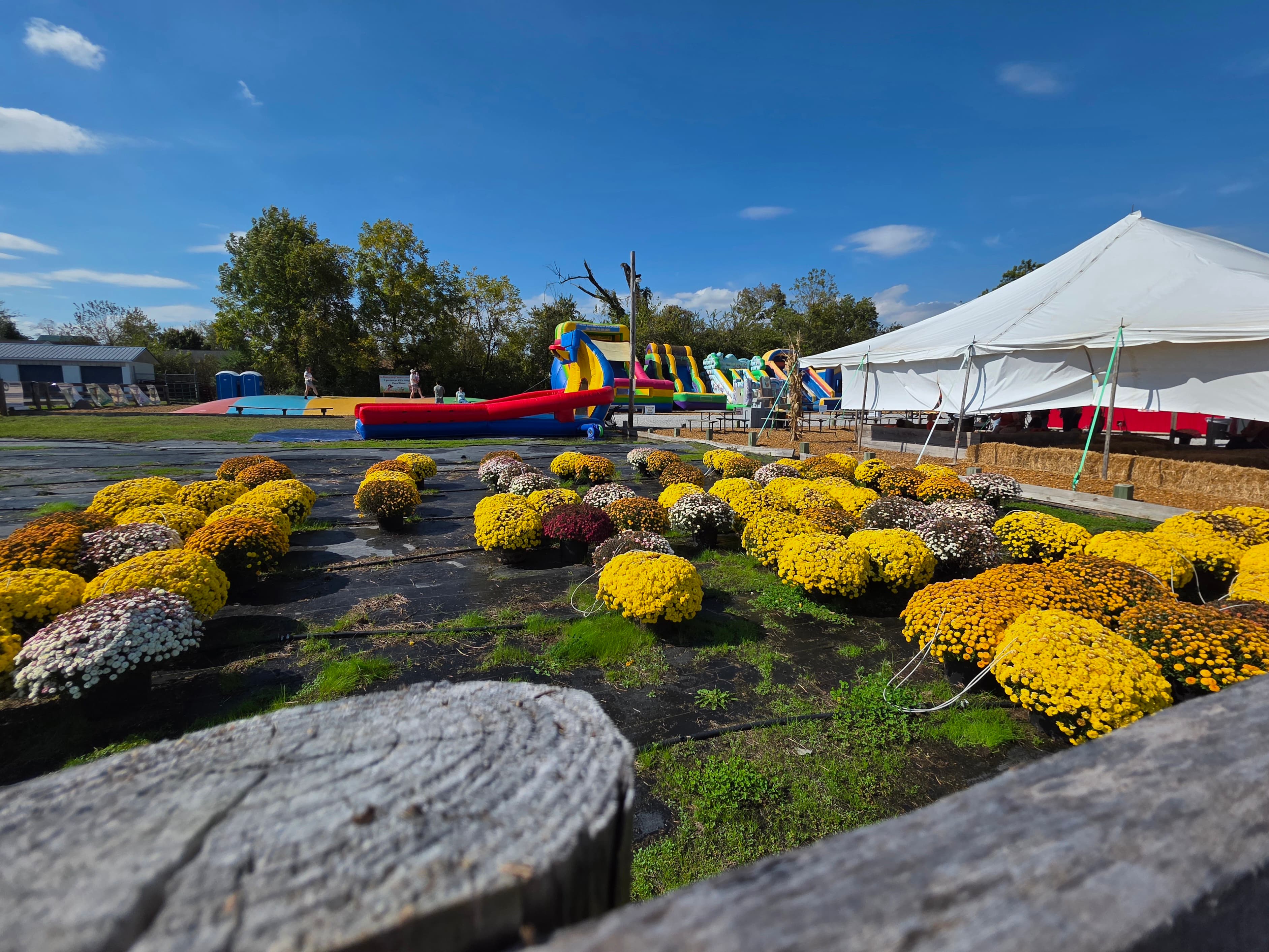 A field of colorful mums in the foreground with a tent and inflatable attractions in the background under a clear blue sky.