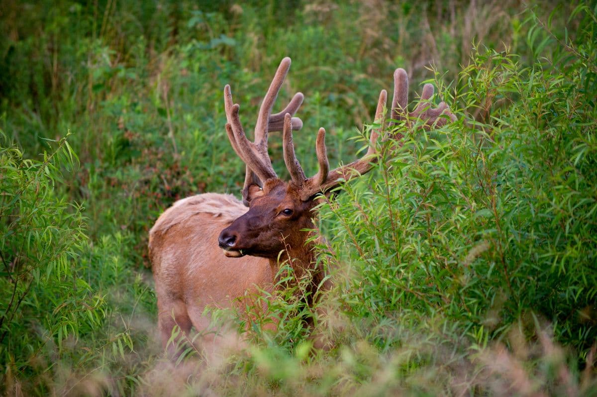 A bull elk with antlers stands partly hidden among tall green grass.