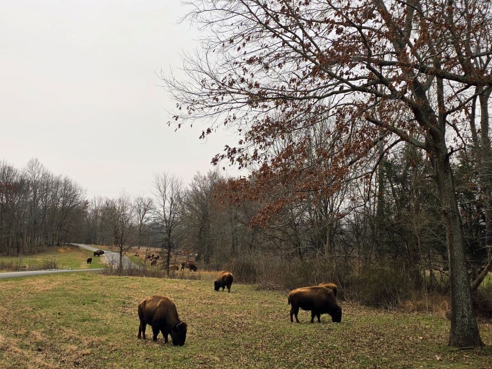 A herd of bison grazes in a grassy area surrounded by trees under a cloudy sky. A herd of bison grazes in a grassy area surrounded by trees under a cloudy sky.