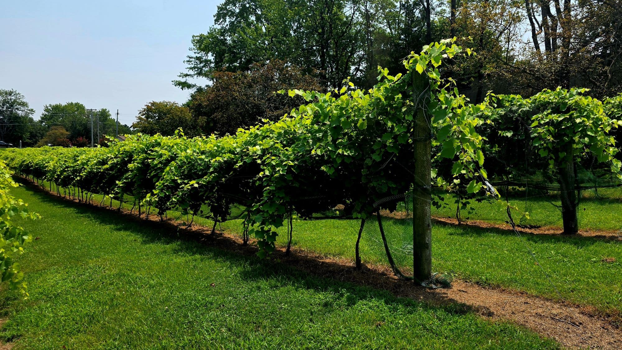 grapevines in a row in lush green grass grapevines in a row in lush green grass