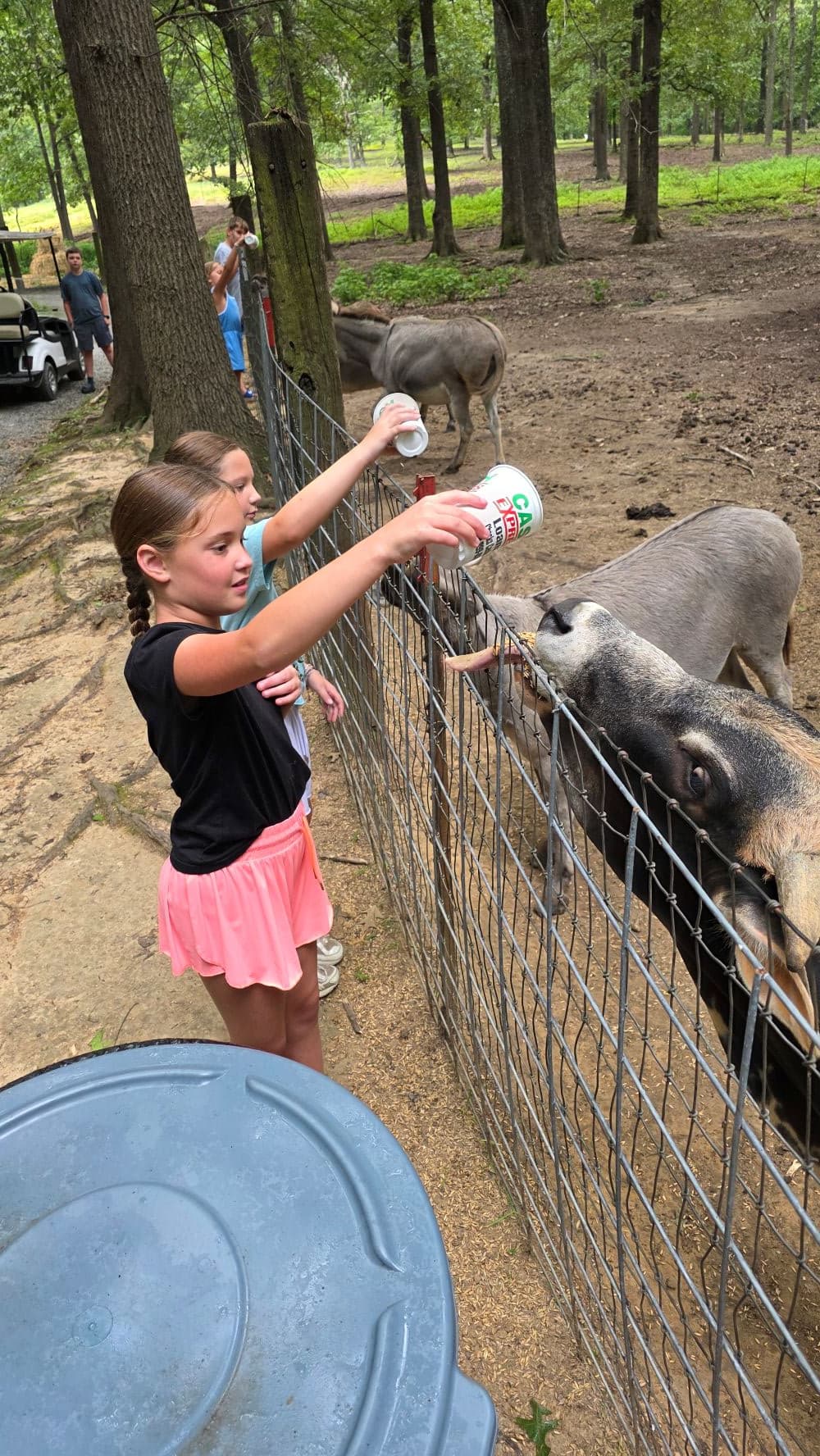 two girls feeding cows seed out of cups
